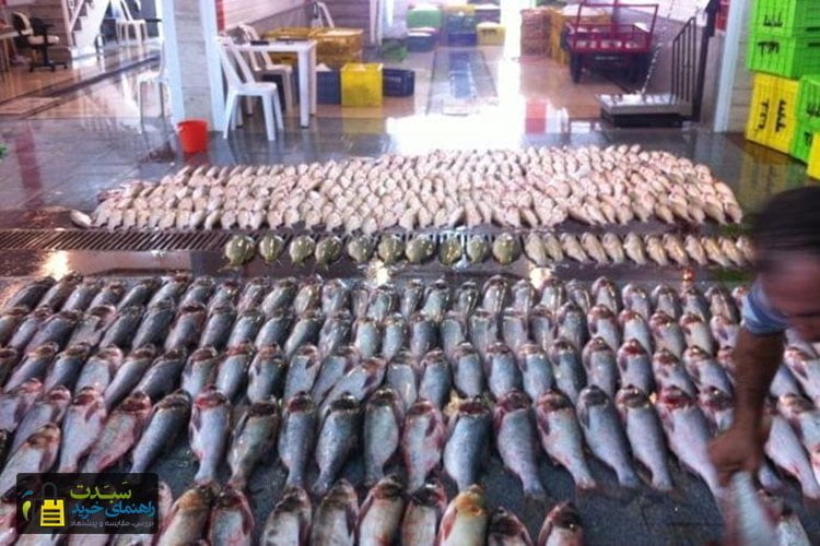 بازار-ماهی-رشت